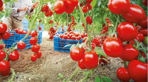 Le Sahara algérien, eldorado de la tomate